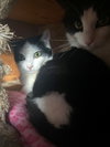 COW CATS - Rodent Control - Offered by Owner
