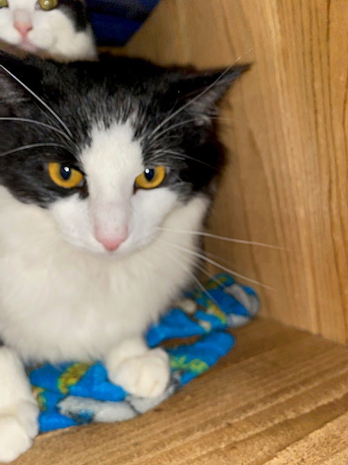 COW CATS - Rodent Control - Offered by Owner