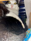 COW CATS - Rodent Control - Offered by Owner