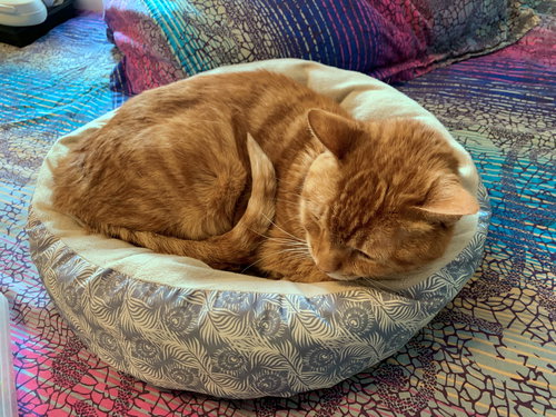 CHESTER - Offered by Owner - Sweet & Gentle Senior