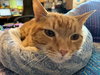 CHESTER - Offered by Owner - Sweet & Gentle Senior