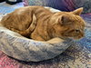 CHESTER - Offered by Owner - Sweet & Gentle Senior