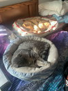 CHESTER - Offered by Owner - Sweet & Gentle Senior