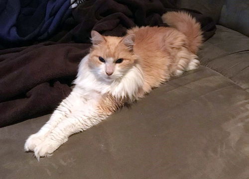 ERIK - Fluffy and Friendly mid-age adult