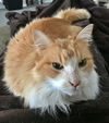 ERIK - Fluffy and Friendly mid-age adult