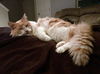 ERIK - Fluffy and Friendly mid-age adult