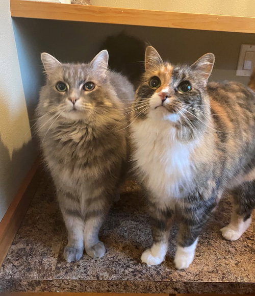 ROSIE & MONTIE - Offered by Owner - Adult Pair