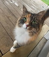 ROSIE & MONTIE - Offered by Owner - Adult Pair
