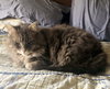 ROSIE & MONTIE - Offered by Owner - Adult Pair