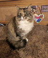 ROSIE & MONTIE - Offered by Owner - Adult Pair