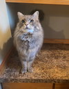 ROSIE & MONTIE - Offered by Owner - Adult Pair