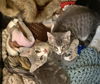 MASSIMO & GIADA - Offered by Owner kitten pair