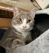 MASSIMO & GIADA - Offered by Owner kitten pair