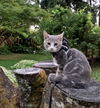 MASSIMO & GIADA - Offered by Owner kitten pair