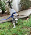 MASSIMO & GIADA - Offered by Owner kitten pair