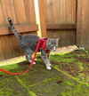 MASSIMO & GIADA - Offered by Owner kitten pair