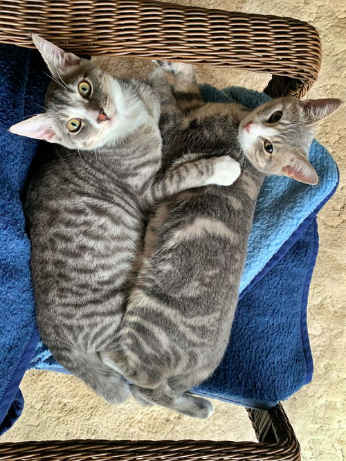 MASSIMO & GIADA - Offered by Owner kitten pair