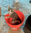 MASSIMO & GIADA - Offered by Owner kitten pair