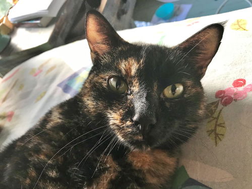 DIGGERY - Offered by Owner - Young Adult