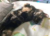 DIGGERY - Offered by Owner - Young Adult