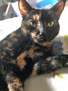 DIGGERY - Offered by Owner - Young Adult