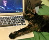 DIGGERY - Offered by Owner - Young Adult