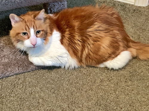 KITAAN - Offered by Owner - Senior