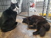 MR.SOCKS & BELLA - Offered by Owner Pair