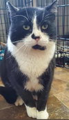 MR.SOCKS & BELLA - Offered by Owner Pair