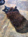 MR.SOCKS & BELLA - Offered by Owner Pair