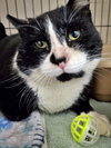 MR.SOCKS & BELLA - Offered by Owner Pair