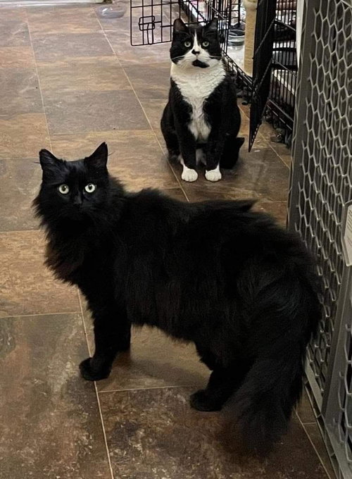 MR.SOCKS & BELLA - Offered by Owner Pair