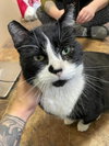 MR.SOCKS & BELLA - Offered by Owner Pair