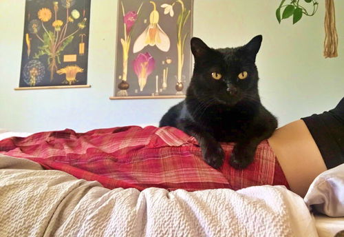 PEPPER - Offered by Owner - (Bella's brother)