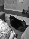 PEPPER - Offered by Owner - (Bella's brother)
