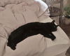 PEPPER - Offered by Owner - (Bella's brother)
