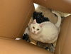 BELLA - Offered by Owner -(Sister to Pepper)