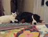 BELLA - Offered by Owner -(Sister to Pepper)