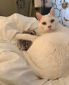 BELLA - Offered by Owner -(Sister to Pepper)