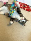 IVY - Sweet Family Cat