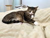 IVY - Sweet Family Cat