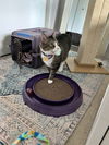 IVY - Sweet Family Cat