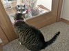 IVY - Sweet Family Cat