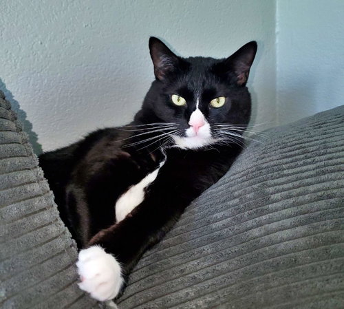 SKUNK _ Offered by Owner - Young Male