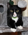 SKUNK _ Offered by Owner - Young Male