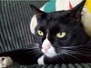 SKUNK _ Offered by Owner - Young Male