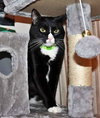 SKUNK _ Offered by Owner - Young Male