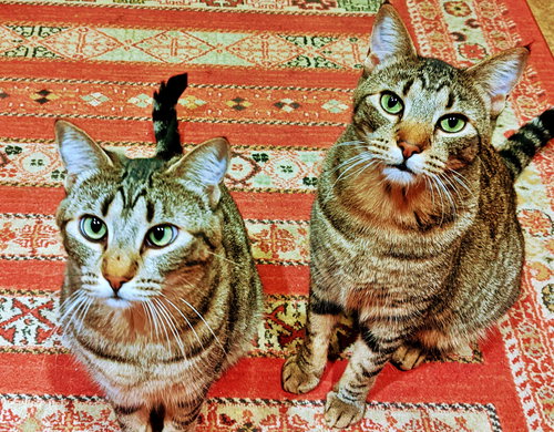 CLEO & TAJ - Bonded Young Siblings