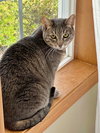 MIA- Young adult Female