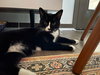 CHESTER & JETSON Brother Pair